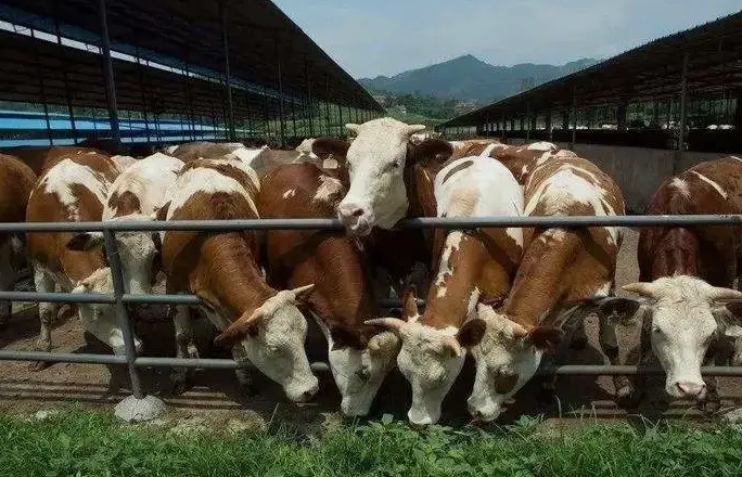 養(yǎng)殖污水處理設備是如何處理污水并實現(xiàn)排放達標的？