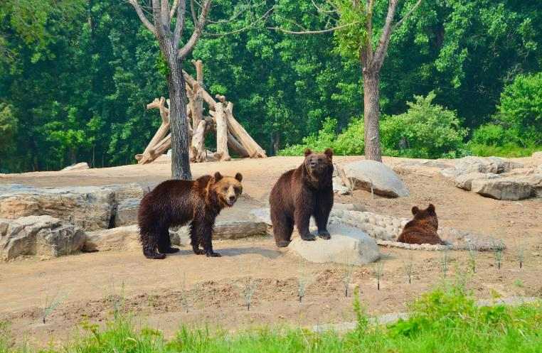 野生動(dòng)物園污水處理方法|方案|工藝流程