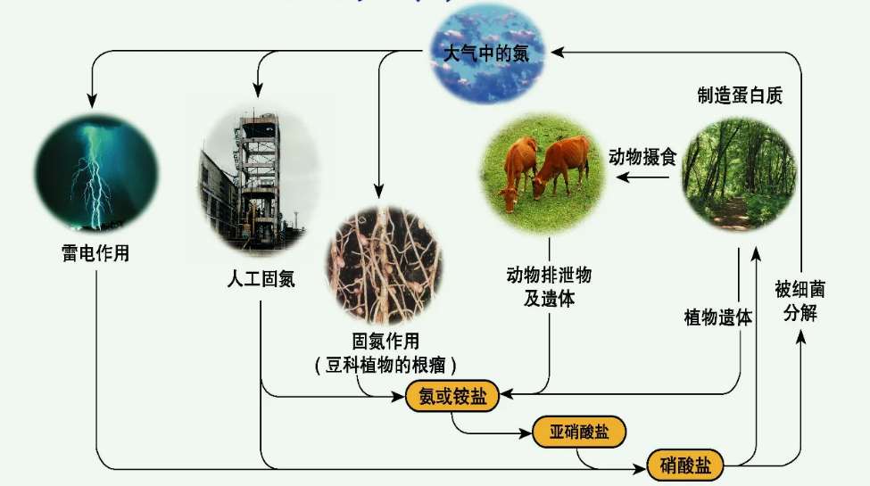 有機(jī)氮怎么轉(zhuǎn)化為氨氮方法（氨氮是有機(jī)氮還是無機(jī)氮）